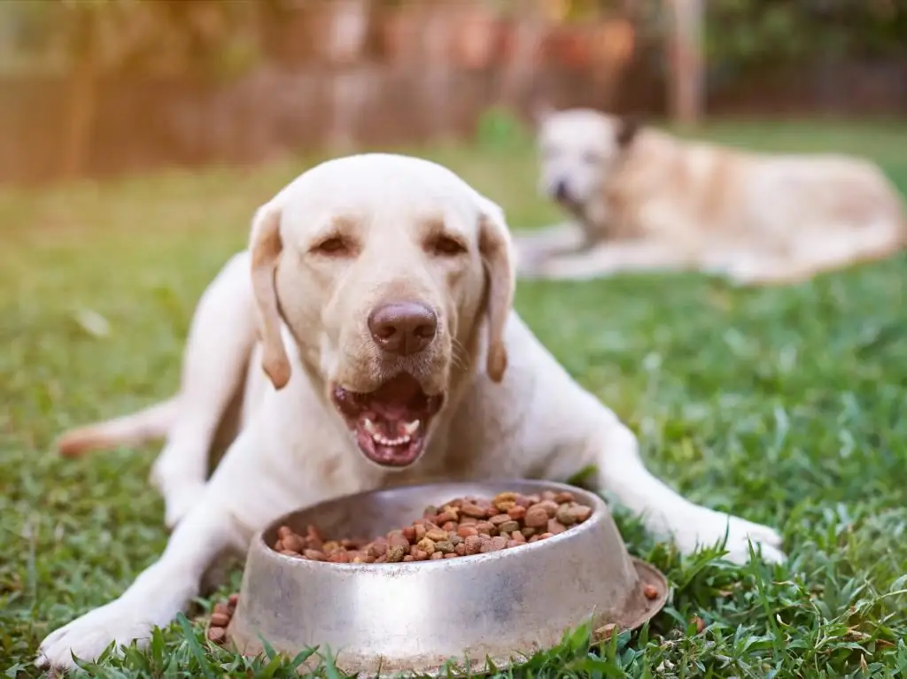 como alimentar um cachorro magro