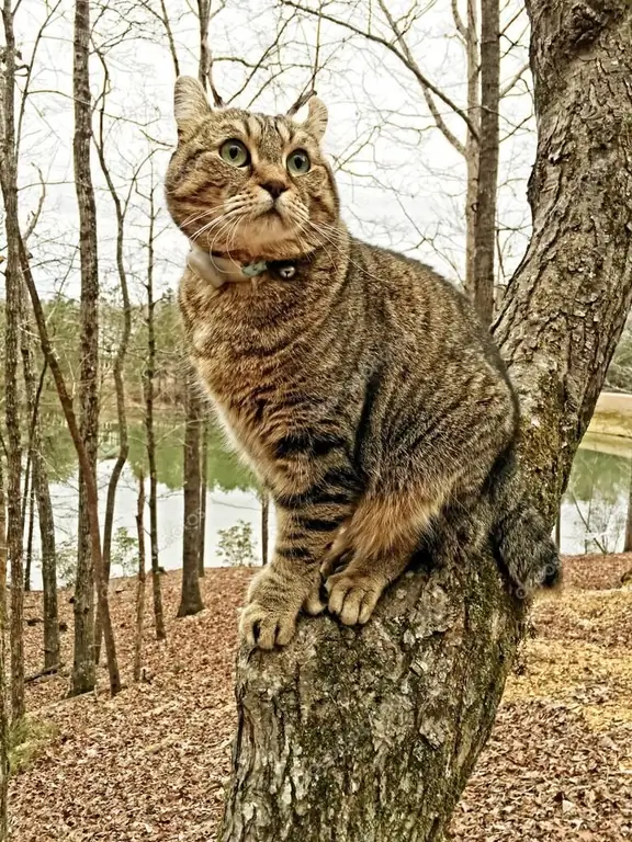 Raça de gato Highlander