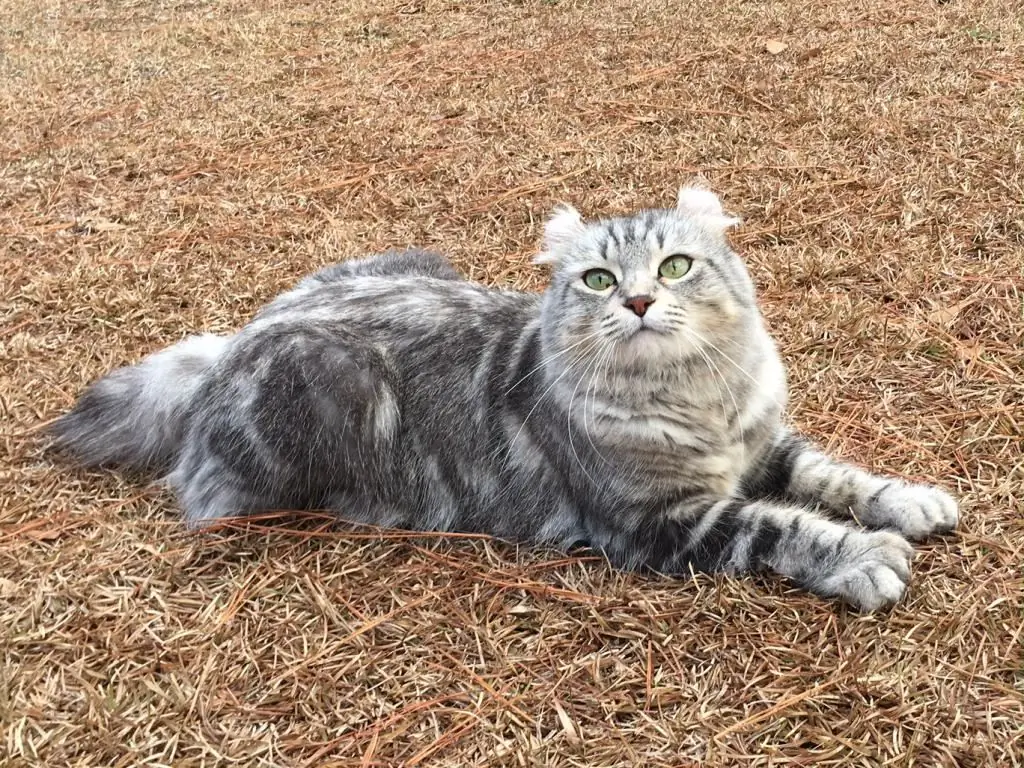 gato britânico das montanhas