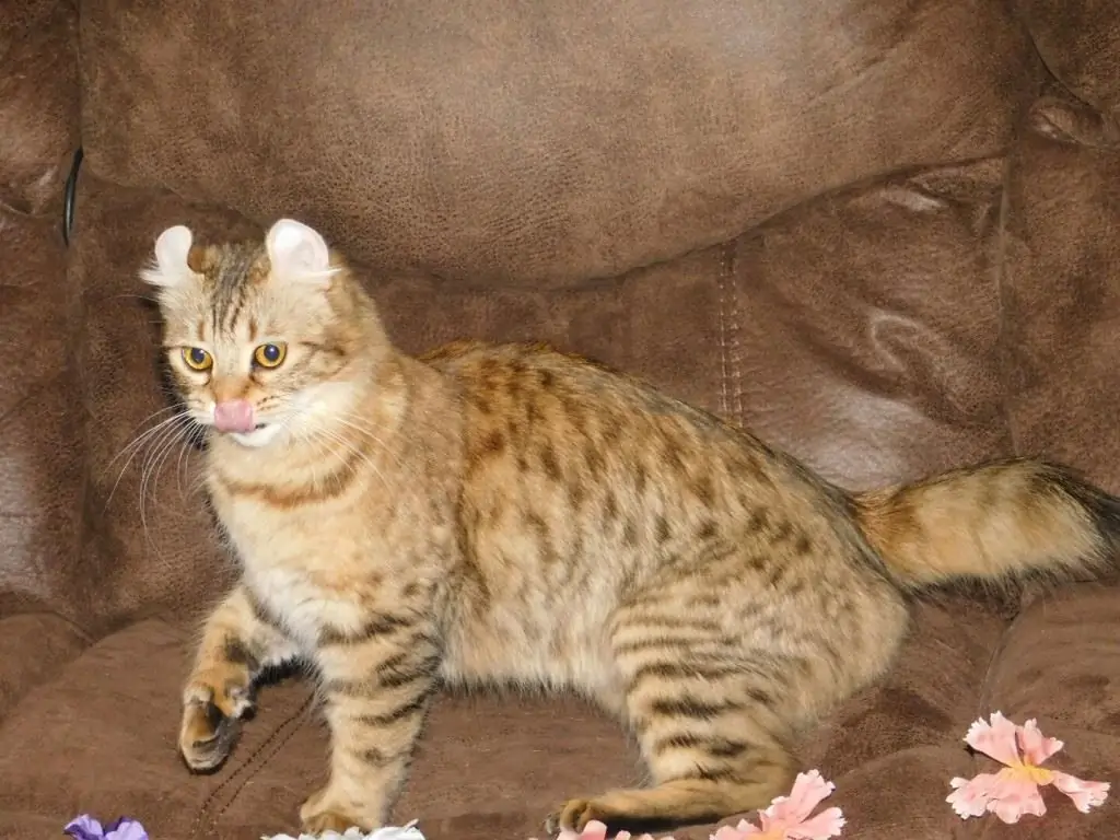 Highlander cat breed photo