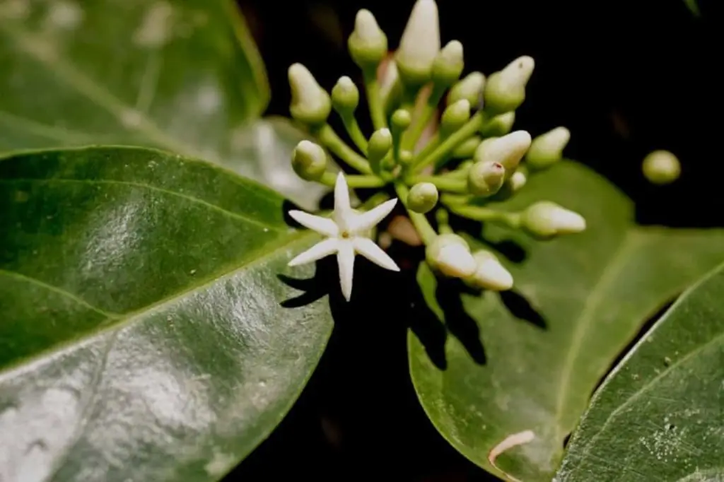 প্রস্ফুটিত একটি উত্তেজক উদ্ভিদ।