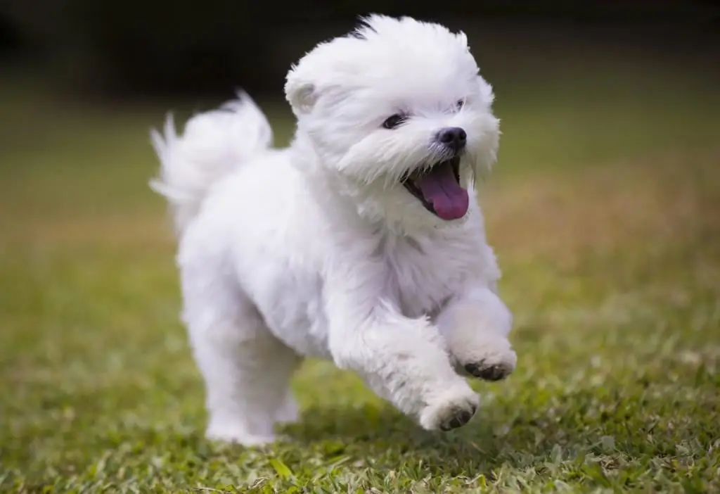 Chien de compagnie m altais : quoi nourrir, caractéristiques de soins et règles de garde