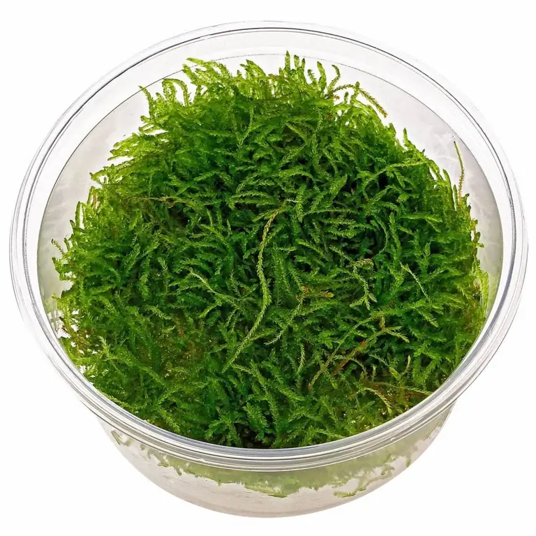 java moss