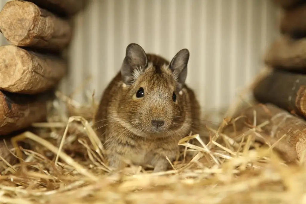 نام های سنجاب های شیلیایی (degus): جالب ترین نام های مستعار برای نر و ماده