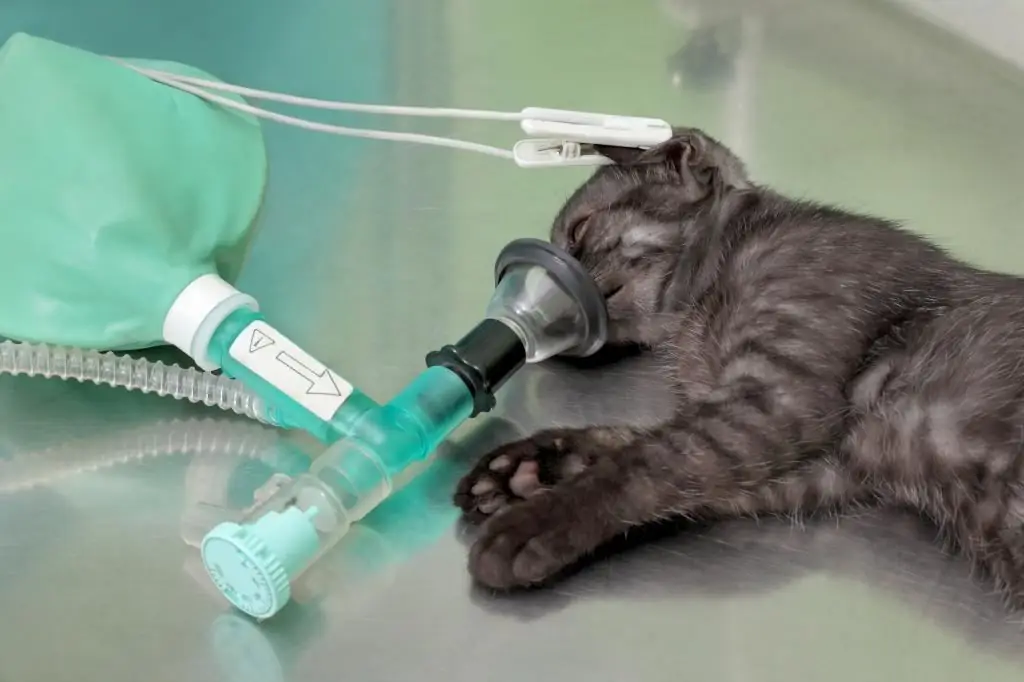 Hoe lang herstelt een kat van anesthesie: de duur van het medicijn, het effect op het lichaam van het dier en de kenmerken van de zorg na de operatie