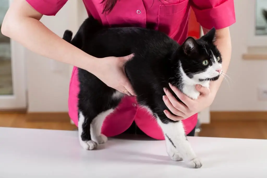 Hvordan forstå at en katt har ormer