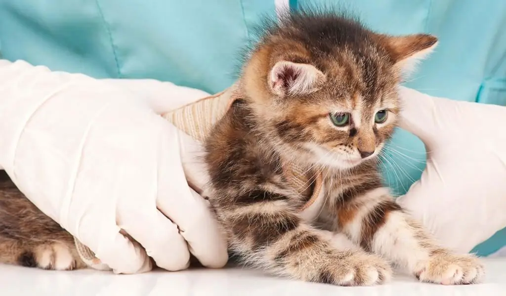 Diagnosis of worms in a kitten