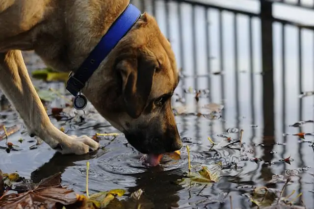 Leptospirosi nel cane: segni, sintomi e trattamento, vaccinazione