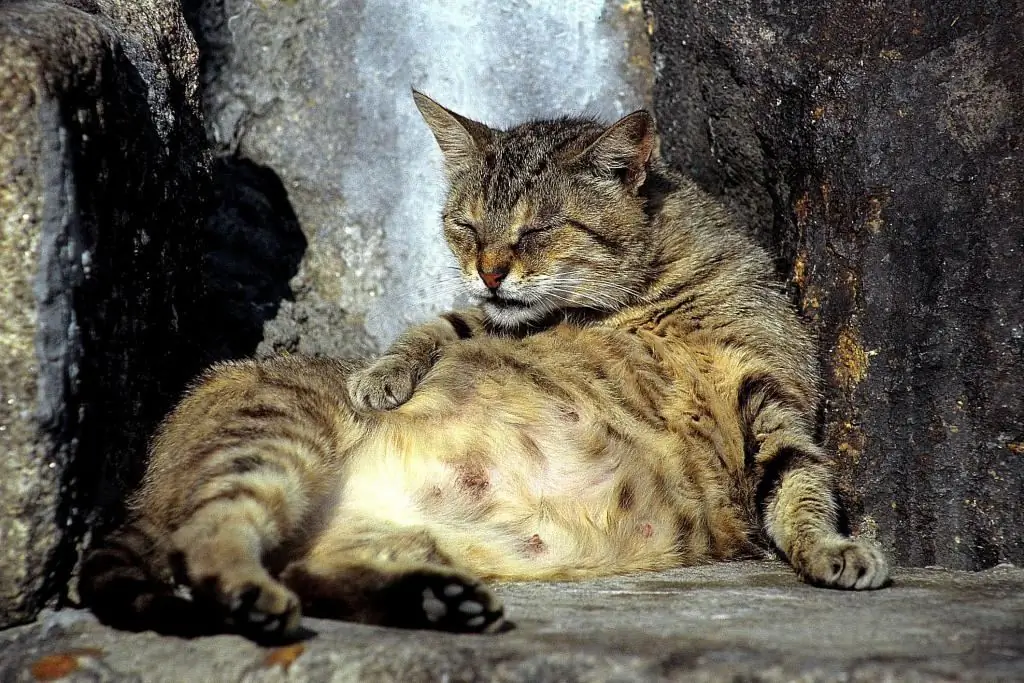 Geburt bei einer Katze zu Hause: Anzeichen für Beginn, Dauer, was sollte der Besitzer tun?