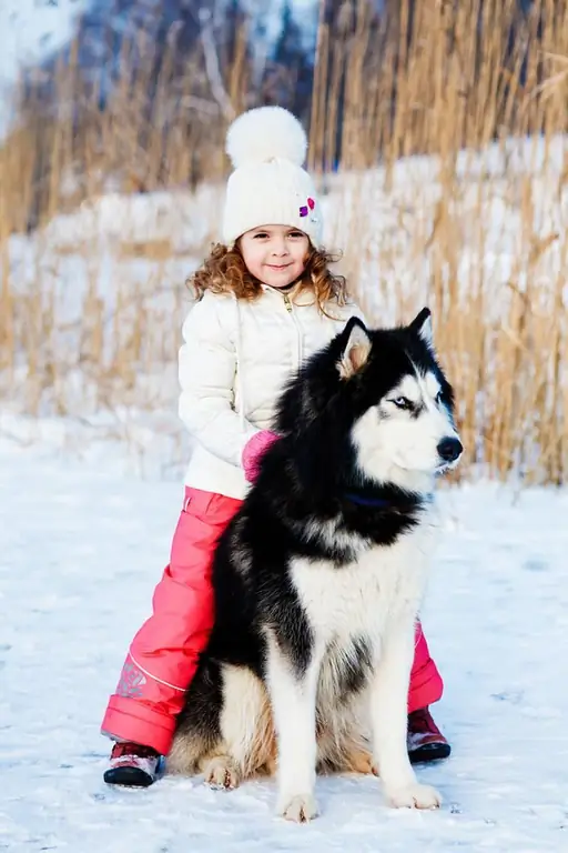 Husky: anmeldelser af ejere, betingelser for tilbageholdelse, uddannelse, træning