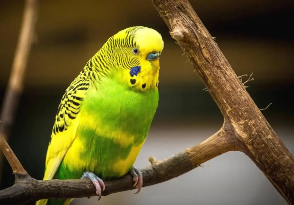 Bolehkah burung nuri makan keju? Pemakanan burung tropika di rumah