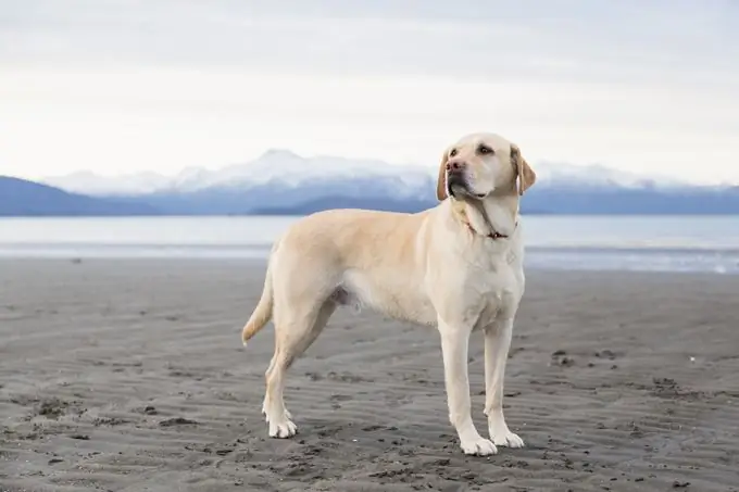 retriever dourado