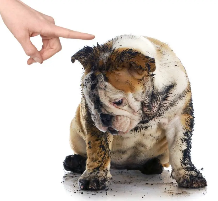 How to punish a dog for disobedience: training rules, maintaining authority, types of punishment and recommendations from dog handlers