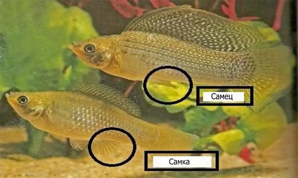 Anatomiskās atšķirības starp vīriešiem un sievietēm