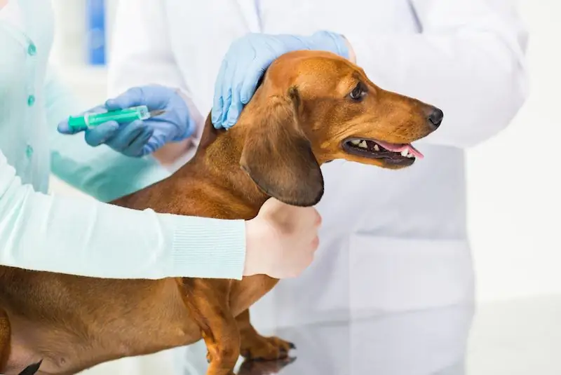 Hoe een hond bij de schoft te injecteren: stapsgewijze instructie, deskundig advies