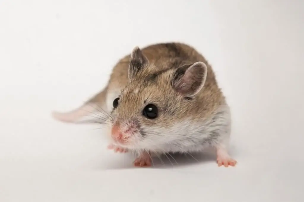 Chinese hamster: photo and description, features of keeping at home