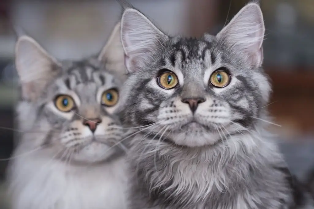 Kucing besar: foto dan deskripsi ras kucing terbesar