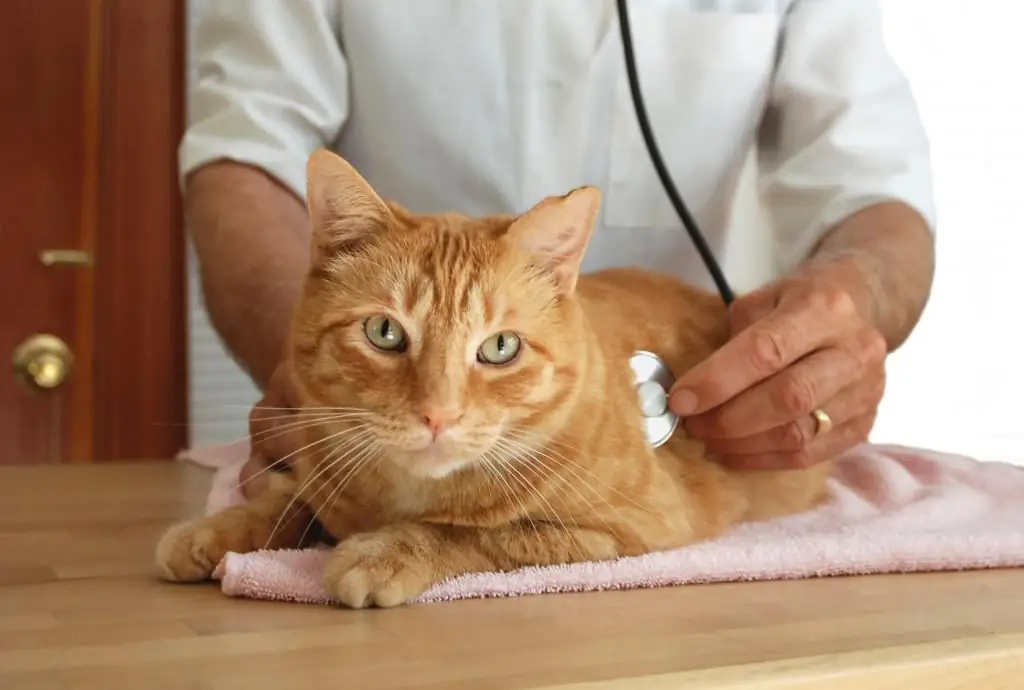 Fistel bei einer Katze: Ursachen, Behandlung