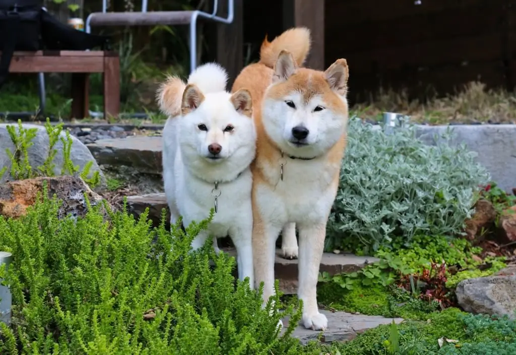 Raças de cães Inu Japoneses. Akita Inu e Shiba Inu: descrição de raças, diferenças, padrão, recursos de conteúdo