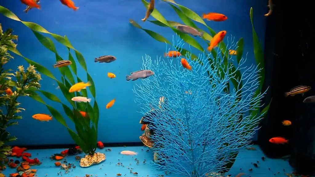 Popular aquarium fish: names, care, maintenance and compatibility