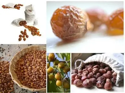 Kacang sabun: ulasan. Kacang sabun untuk rambut