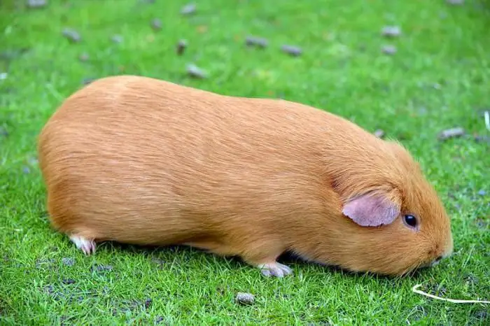 Guinea pig and cat in the same house. Do guinea pigs get along with cats?