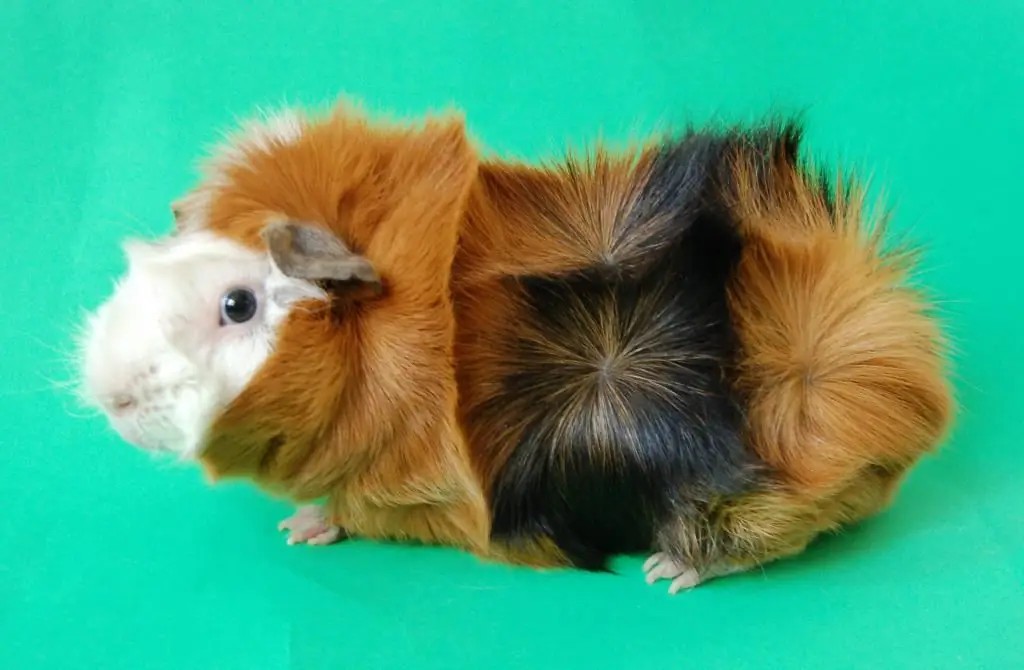 Abyssinian guinea pig: pangangalaga at pagpapanatili