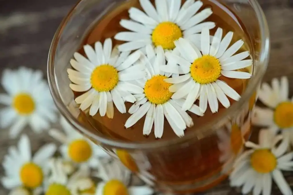 can chamomile be given to babies