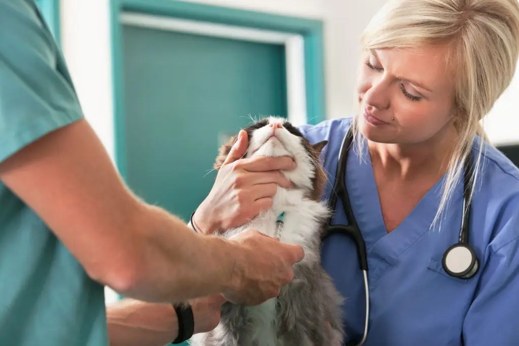 Pijelonefritis u mačke: simptomi i liječenje, prehrambene značajke