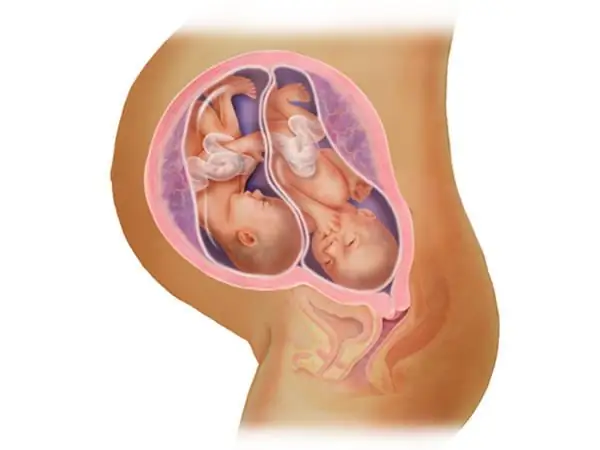 Location of the uterus by week of pregnancy. How the size of the uterus and fetus changes every week