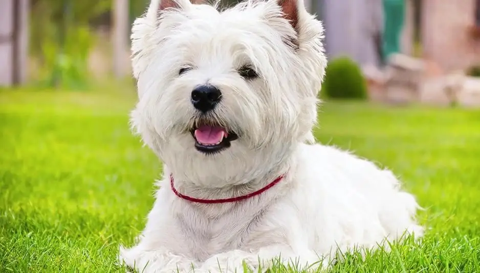 West Highland White Terrier: sahibinin rəyləri, cins təsviri, xarakter, qulluq xüsusiyyətləri, müsbət və mənfi cəhətləri