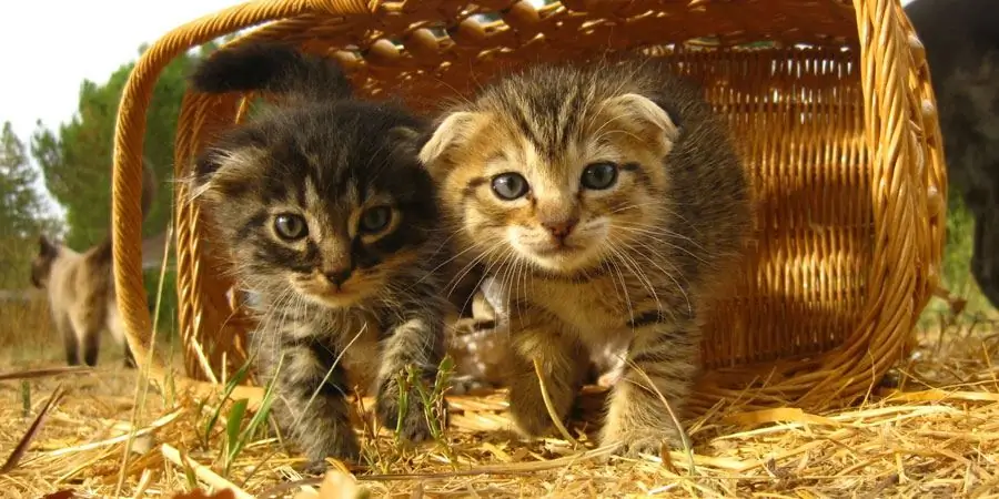 Dos gatitos en una canasta