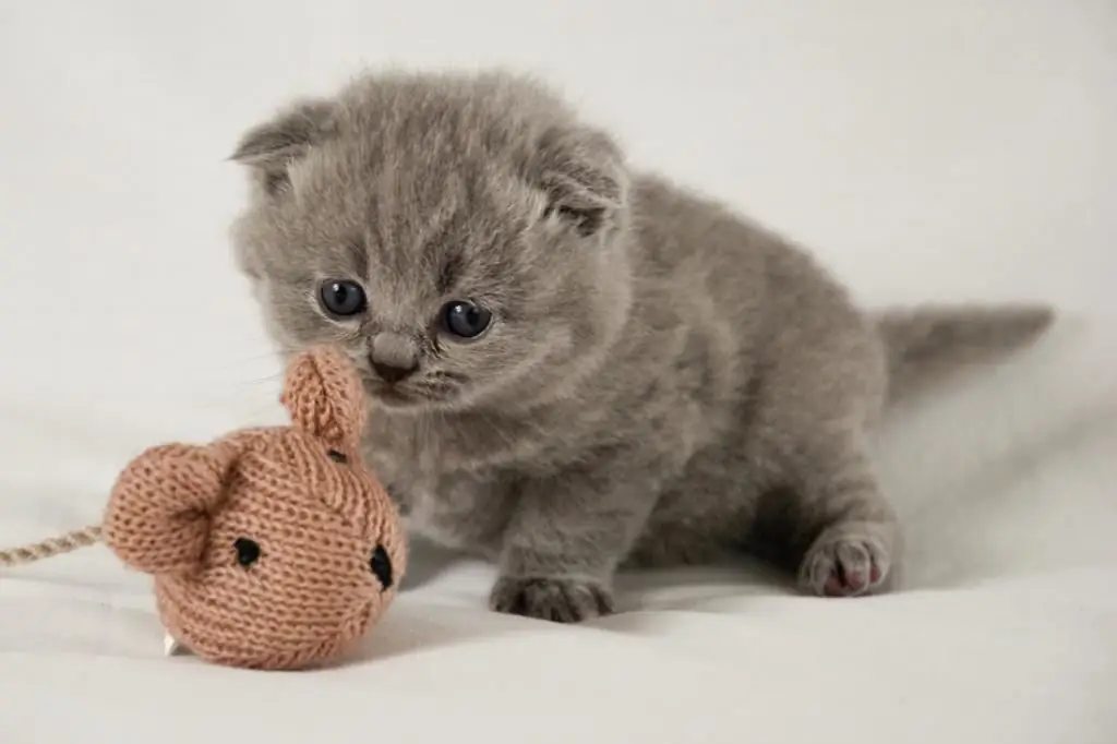 Chaton avec un jouet