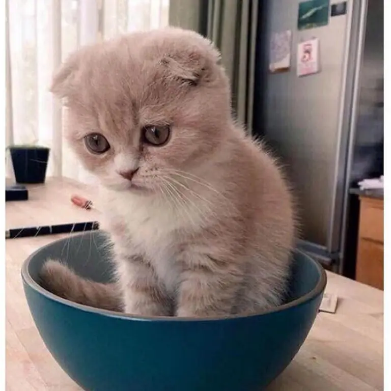 sad kitten