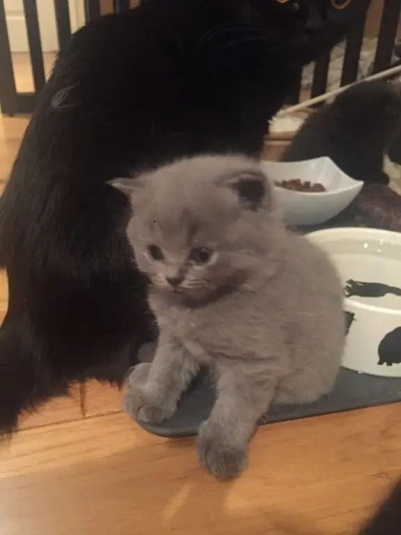 O que alimentar um gatinho Scottish Fold aos 2 meses e como cuidar dele