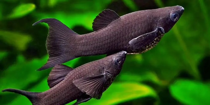 Peces limpiadores de acuarios: descripción, características de mantenimiento y cuidado, foto