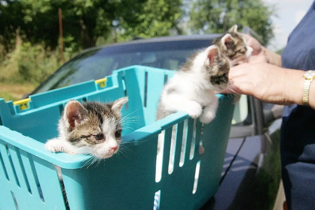 hjemløse kattunger