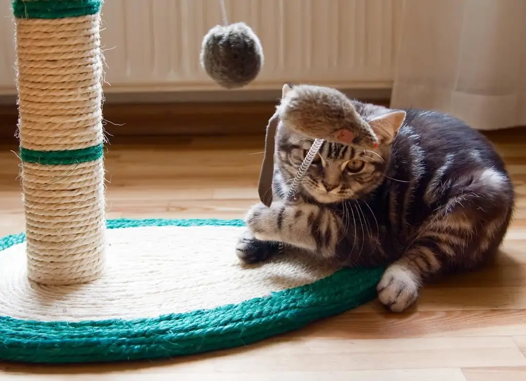 cat playing with mouse