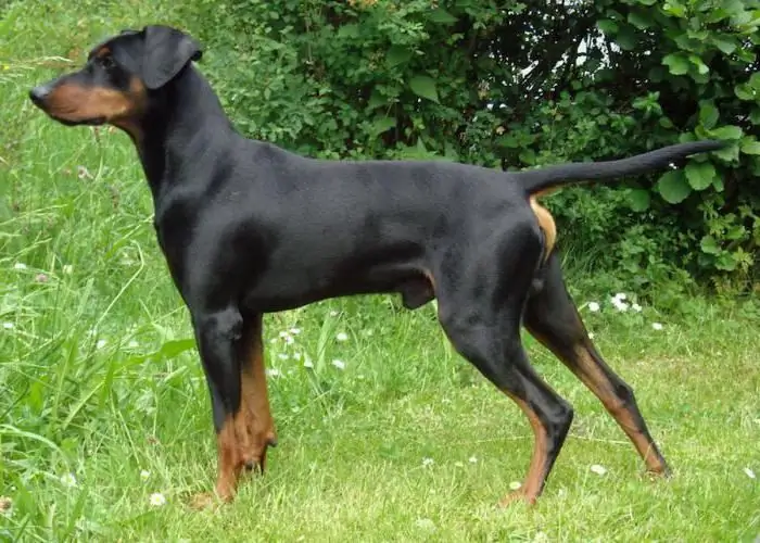 Pinscher tedesco di razza canina