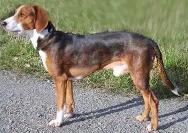 Race de chien de chasse allemand