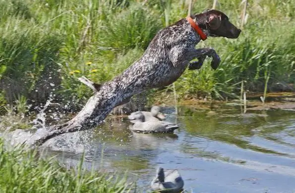 Race de chien de chasse allemand