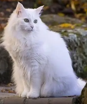 raza de gato angora turco