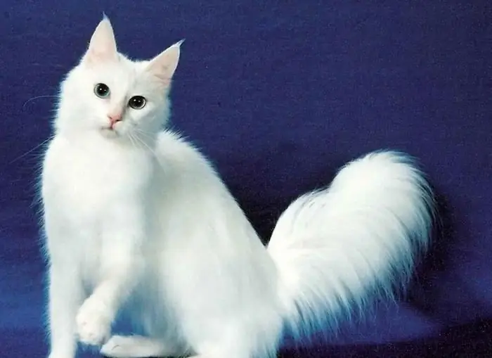 Angora turca