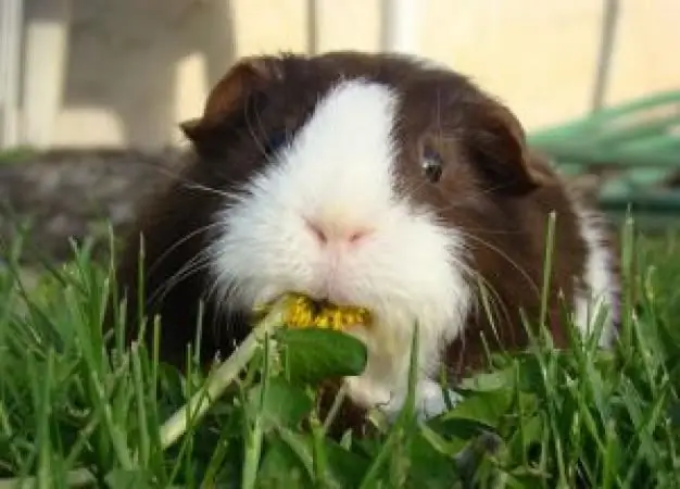 Guinea pig ialah haiwan yang paling comel. Penjagaan dan penyelenggaraan