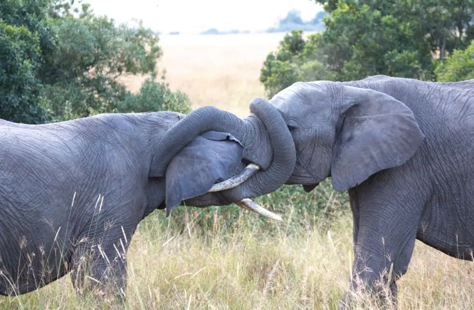 Elephants caress