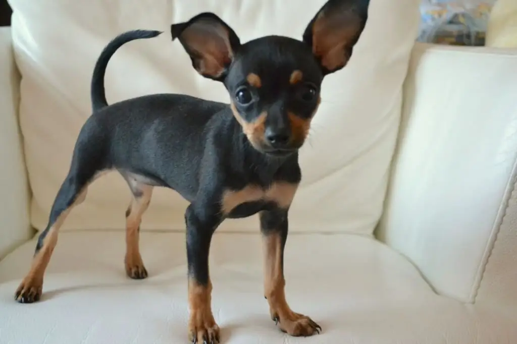 Mieszanka Toy Terrier-Chihuahua - cechy, dane techniczne i recenzje