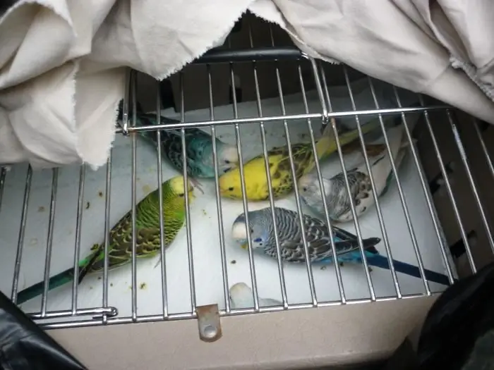 Budgerigar: apkope un kopšana mājās. Kā iemācīt viļņainai papagailai runāt