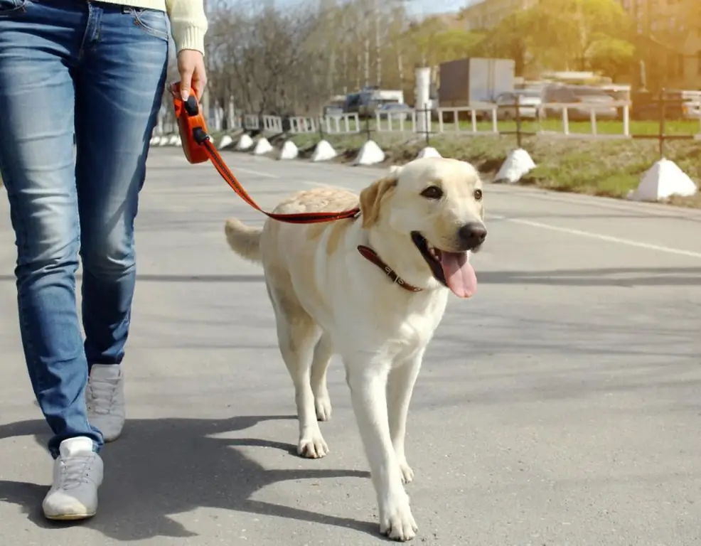 bir köpek nasıl cezalandırılır