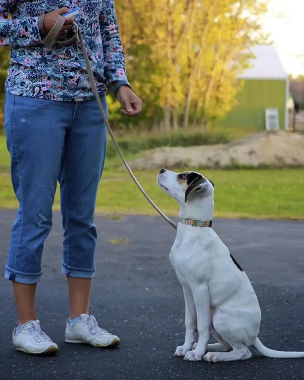 hunden knipser når du straffer ham