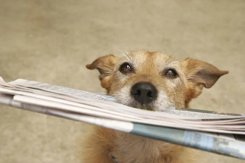 hvordan man straffer en hund